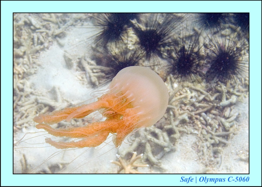 2006 - 07 - Kapas - Plongee 3 - 08